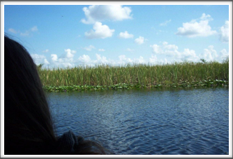 Everglades:  Reeds & Lillies