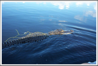 Everglades:  Alligator Taking A Look