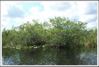 Everglades:  Trees & Lillies