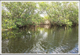Everglades:  Trees & Reeds