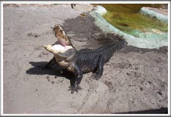 Everglades:  Alligator Show